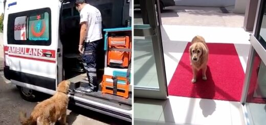 chien attend maître hospital