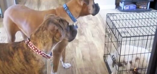 chien boxer libère compagnon cage