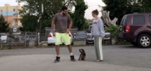 chien doit choisir lequel des maitres suivre