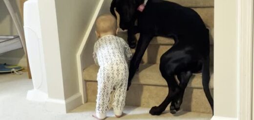 chien empêche bébé de monter les escaliers
