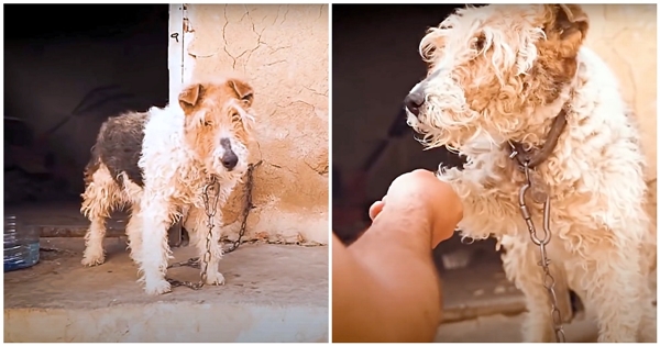 chien enchainé maria