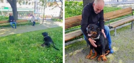chien rottweiler réconforte homme