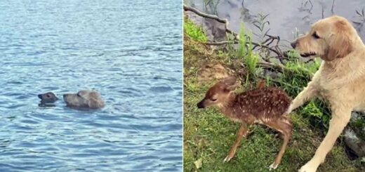 chien sauve faon lac