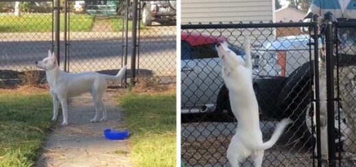 chien sourd et aveugle