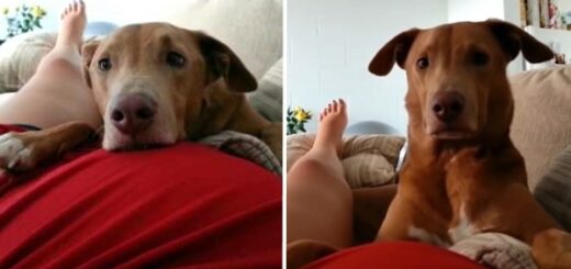 chien surpris coup pied bébé