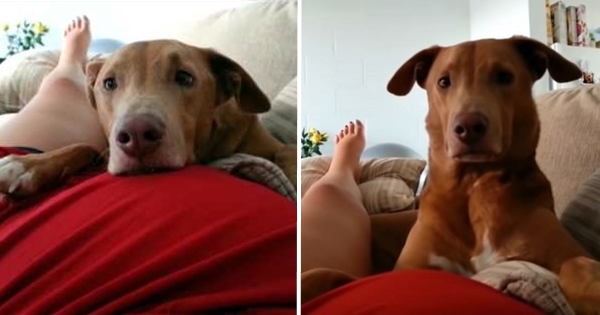 chien surpris coup pied bébé