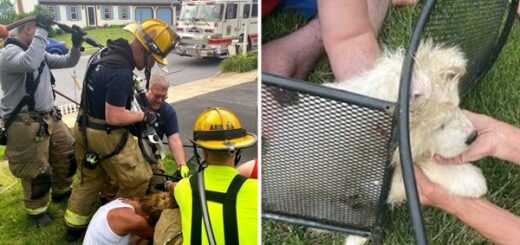 chien tête coincé pompier