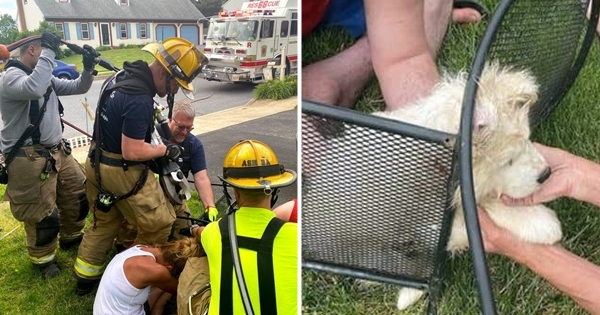 chien tête coincé pompier