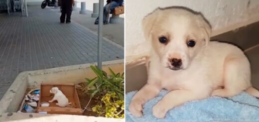 chiot abandonné supermarché