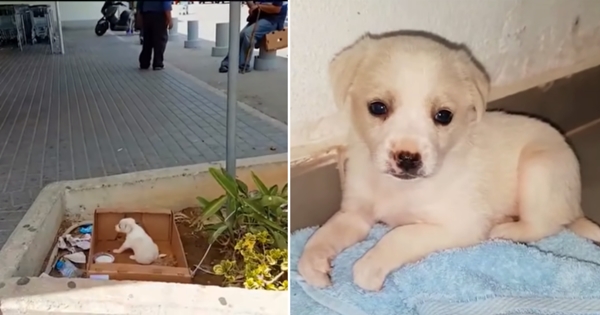 chiot abandonné supermarché