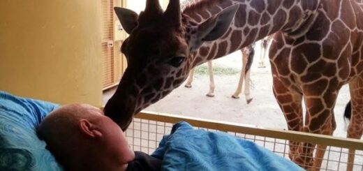 dernier adieu girafe