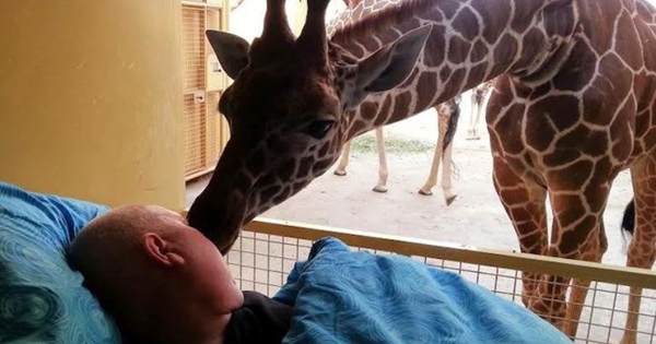 dernier adieu girafe