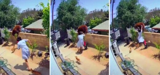 femme pousse ourse chien