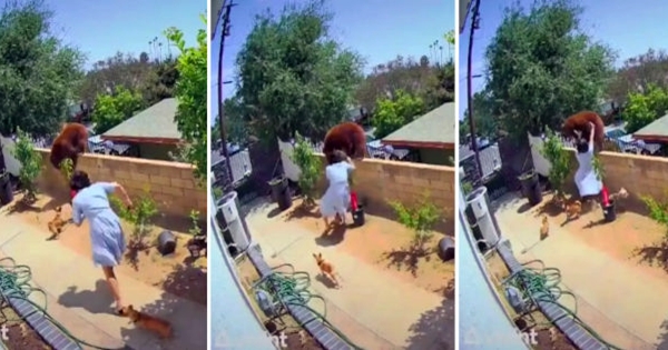 femme pousse ourse chien