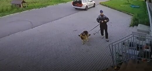 homme abandonne son chien