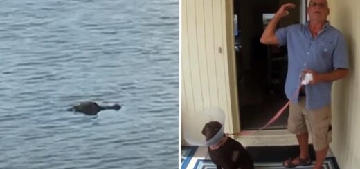 homme sauve chien alligator