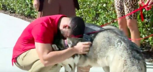 homme trouve ses chiens disparus