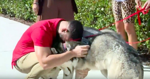 homme trouve ses chiens disparus