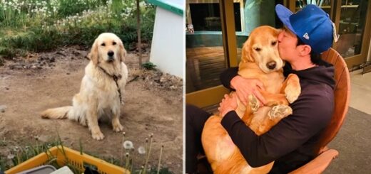 juliette golden retriever