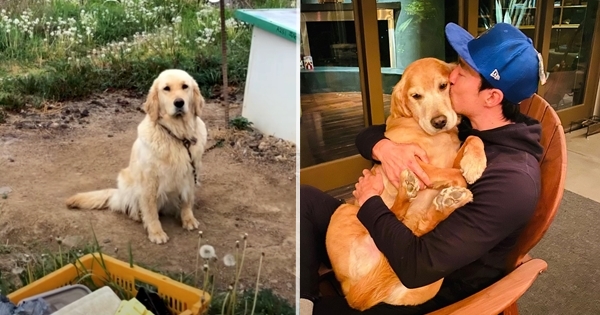 juliette golden retriever