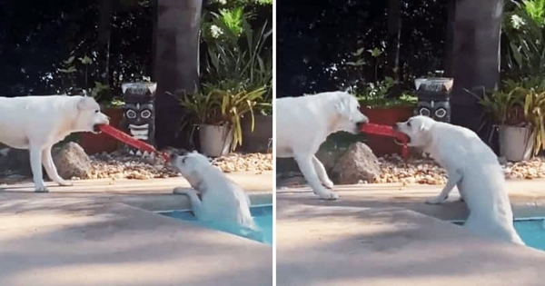 labrador sauve soeur piscine