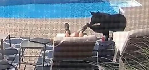 ours réveille homme sieste piscine