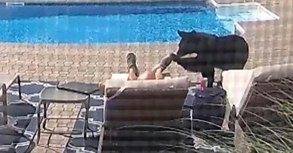 ours réveille homme sieste piscine