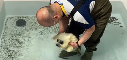 phoque apprend à nager