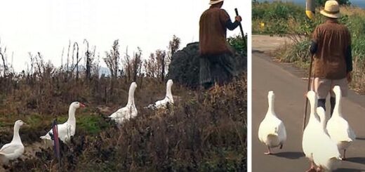 quatre oies garde du corps