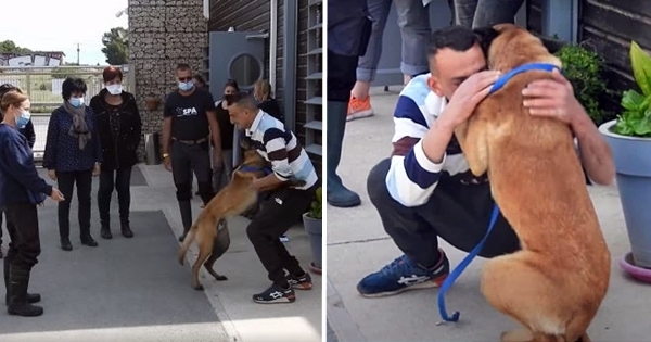 retrouvailles berger malinois