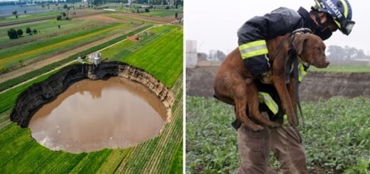 sauvetage chien gouffre mexique