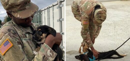 soldate chien retrouvailles