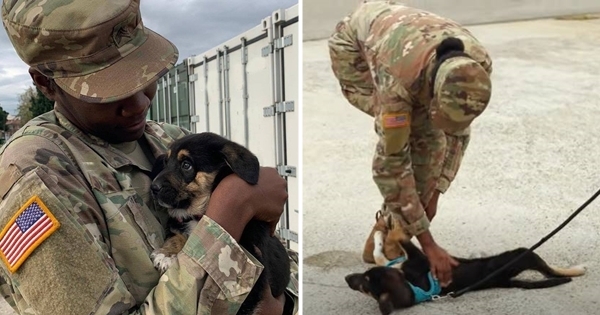 soldate chien retrouvailles