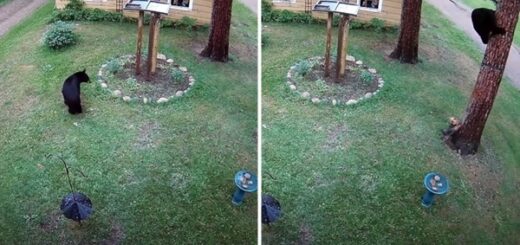 yorkshire poursuit ours