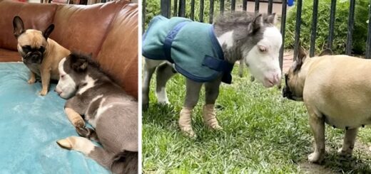 Rejeté par sa mère, ce petit cheval trouve un foyer et se lie d’amitié avec trois chiens