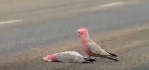 cacatoès dernier bisou adieu