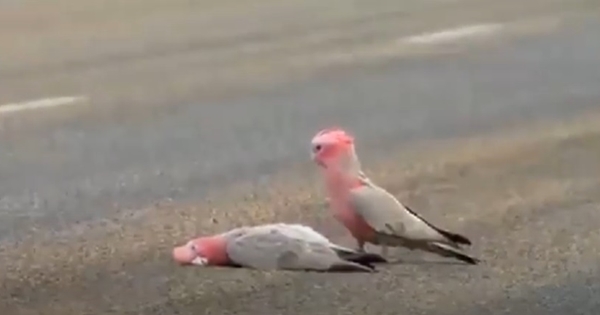 cacatoès dernier bisou adieu