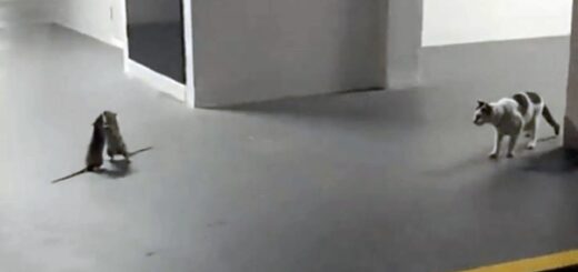 chat regarde deux rats se battre