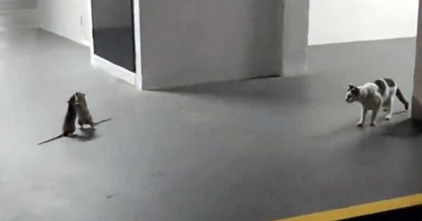 chat regarde deux rats se battre