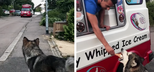 chien attend la camionnette des glaces