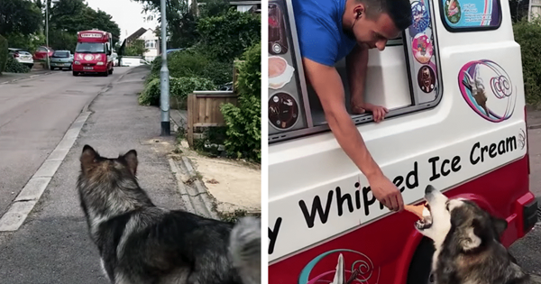 chien attend la camionnette des glaces