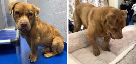 chien aveugle découvre lit