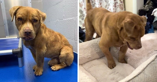 chien aveugle découvre lit