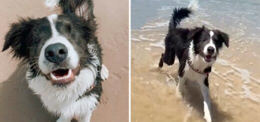 chien aveugle découvre plage première fois