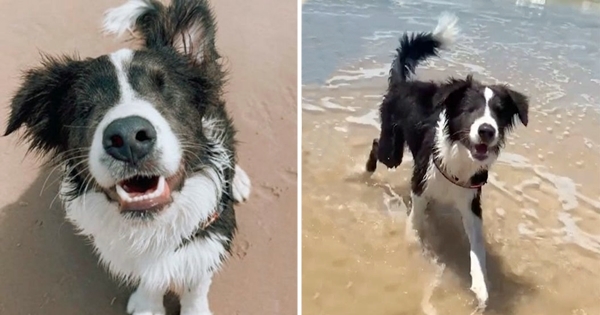 chien aveugle découvre plage première fois