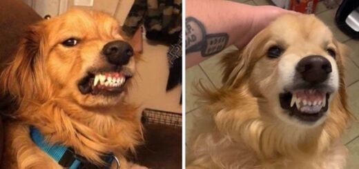 chien inadoptable à cause du sourire