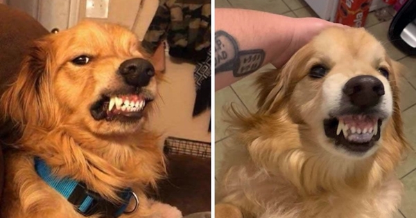 chien inadoptable à cause du sourire