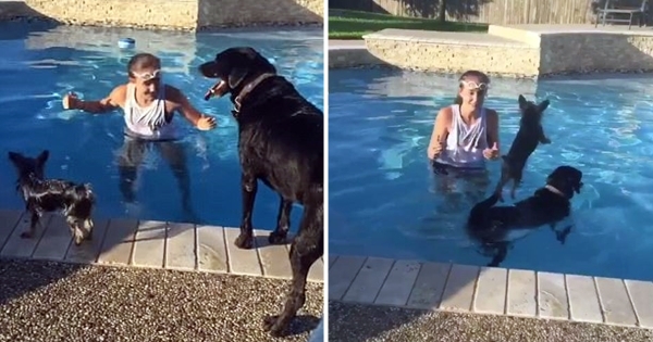 chien ne veut pas se mouiller dans la piscine