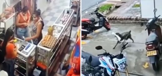 chien rentre magasin pique un os