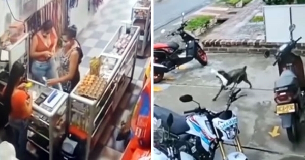 chien rentre magasin pique un os